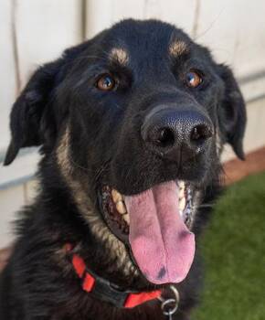 McSweeny -  Shepherd Dog for Adoption in Encinitas, California - McSweeny | PetCurious