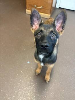 Freya -  Shepherd Dog for Adoption in Port Jervis, New York - Freya | PetCurious