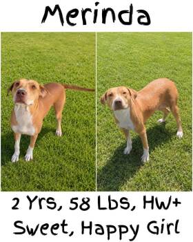 Merinda -  Vizsla and American Bulldog Dog for Adoption in Albany, Georgia - Merinda | PetCurious