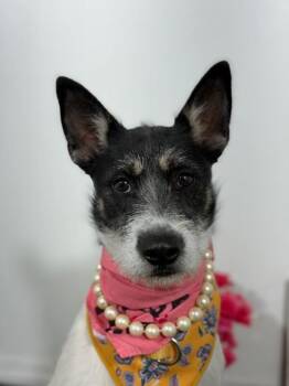 Rose-One of our Amazing Rescue Dogs -  Parson Russell Terrier and Schnauzer Dog for Adoption in Carlsbad, California - Rose-One Of Our Amazing Rescue Dogs | PetCurious