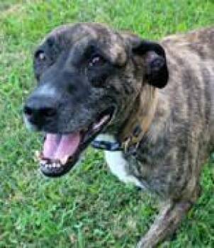 Sophie -  Plott Hound Dog for Adoption in Commerce, Texas - Sophie | PetCurious