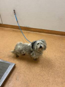 Terrier and Mixed Breed Dogs Available for Adoption - BETSY | PetCurious