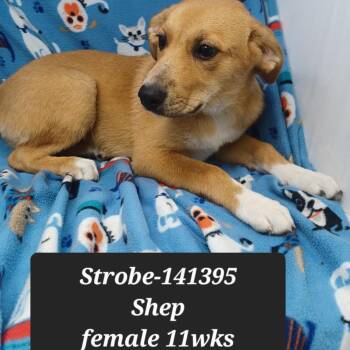 Strobe -  German Shepherd Dog and Catahoula Leopard Dog Dog for Adoption in New Tazewell, Tennessee - Strobe | PetCurious