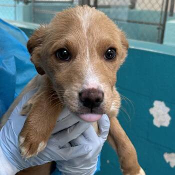 Blondie - Butler Campus -  Cattle Dog Dog for Adoption in Flagstaff, Arizona - Blondie - Butler Campus | PetCurious