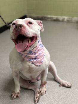 Pit Bull Terrier Dogs Available for Adoption - STARBURST BUTTERFLY | PetCurious