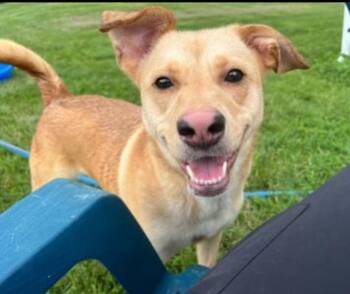 Labrador Retriever and Pit Bull Terrier Dogs Available for Adoption - PAPAYA | PetCurious