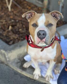 Bruce -  American Bully Dog for Adoption in Beverly Hills, California - Bruce | PetCurious