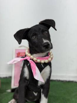 Moana-One of our Amazing Rescue Dogs -  Mountain Cur and Black Labrador Retriever Dog for Adoption in Carlsbad, California - Moana-One Of Our Amazing Rescue Dogs | PetCurious