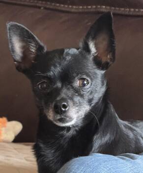 Chihuahua Dogs Available for Adoption in Lincoln University, Pennsylvania - Cookie | PetCurious
