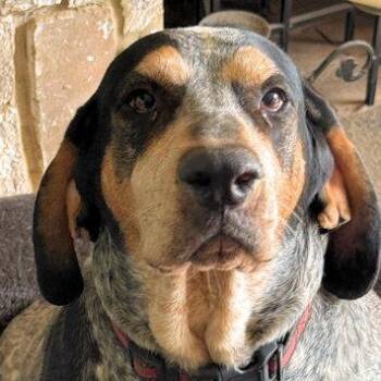 Bluetick Coonhound Dogs Available for Adoption - Duke & June (PA) | PetCurious