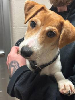 Jack Russell Terrier Dogs Available for Adoption in Lima, Ohio - Tyler | PetCurious