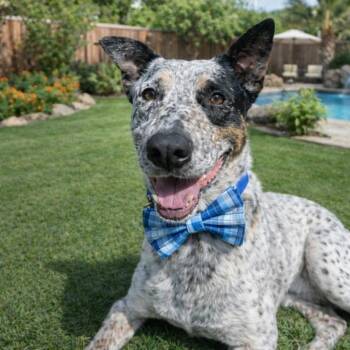 Frijol -  Australian Cattle Dog Blue Heeler Dog for Adoption in Lucas, Texas - Frijol | PetCurious
