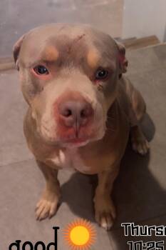 Huey -  Pit Bull Terrier Dog for Adoption in Magnolia Springs, Alabama - Huey | PetCurious