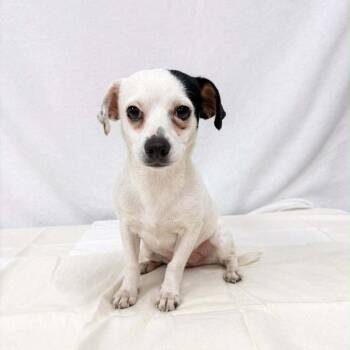 Chihuahua Dogs Available for Adoption - Panda | PetCurious