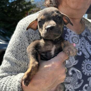 English Bulldog and Mixed Breed Dogs Available for Adoption in Stormville, New York - NY Sadie AvaIl Apr 18 (Tractor Supply Patterson NY) | PetCurious