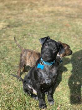 Retriever and Mixed Breed Dogs Available for Adoption - Jasmine | PetCurious