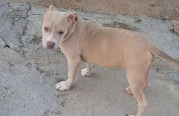 Sugar gang -  Pit Bull Terrier Dog for Adoption in Brooksville, Florida - Sugar Gang | PetCurious