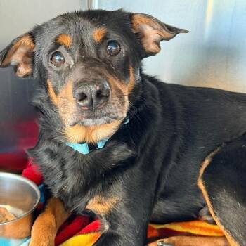 Mixed Breed Dogs Available for Adoption in Fredericksburg, Virginia - Las Vegas | PetCurious
