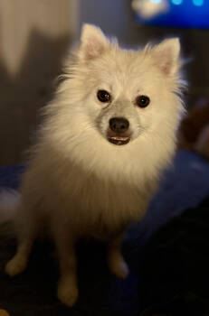 Rescue American Eskimo Dog and Pomeranian Dogs for Adoption in Sandy Springs, Georgia - Seymour | PetCurious