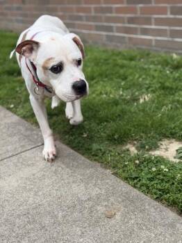 Mixed Breed Dogs Available for Adoption in Cincinnati, Ohio - Wishbone | PetCurious