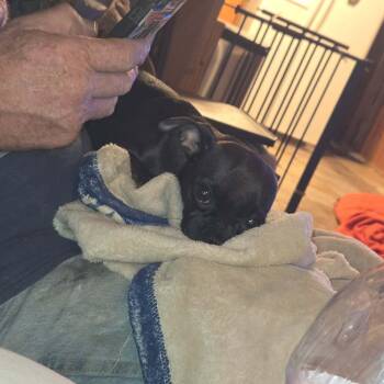 Kylee -  Chihuahua Dog for Adoption in Uxbridge, Massachusetts - Kylee | PetCurious