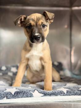 Shepherd Dogs Available for Adoption - Monica | PetCurious