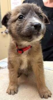 Shepherd and Mixed Breed Dogs Available for Adoption - Ezra | PetCurious