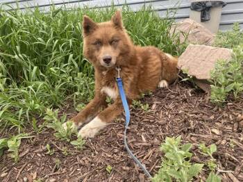 SANTOS -  Husky and Mixed Breed Dog for Adoption in Omaha, Nebraska - SANTOS | PetCurious