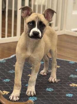 Circe -  Shepherd and Husky Dog for Adoption in Charlotte, North Carolina - Circe | PetCurious