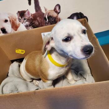 Leon -  Mixed Breed Dog for Adoption in Jefferson City, Tennessee - Leon | PetCurious