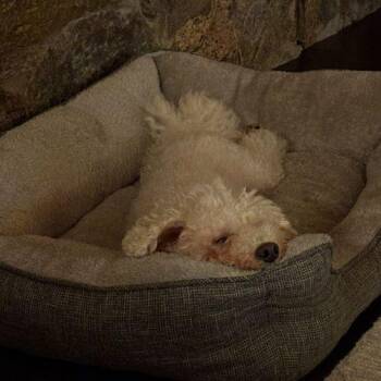 Dding -  Bichon Frise Dog for Adoption in Sunderland, Ontario - Dding | PetCurious