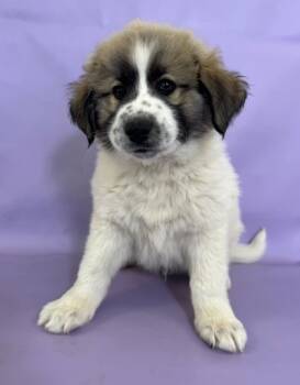 Rescue Great Pyrenees and Mixed Breed Dogs for Adoption in Morton Grove, Illinois - Jack | PetCurious