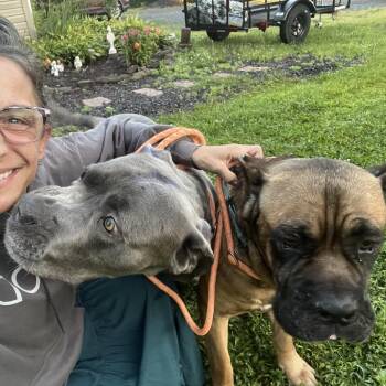 Titan -  Cane Corso Dog for Adoption in Manchester, Pennsylvania - Titan | PetCurious