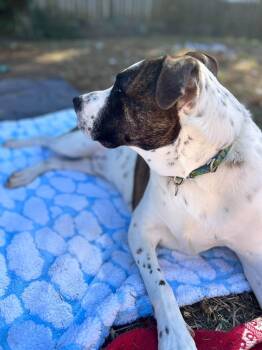 Murray -  Pit Bull Terrier Dog for Adoption in Fort Mill, South Carolina - Murray | PetCurious