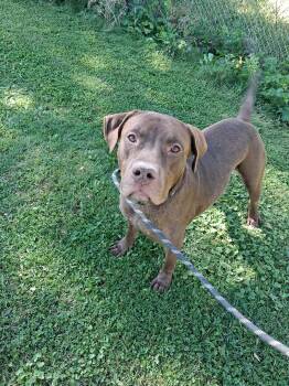 Max -  Chocolate Labrador Retriever Dog for Adoption in Vaudreuil-dorion, Quebec - Max | PetCurious