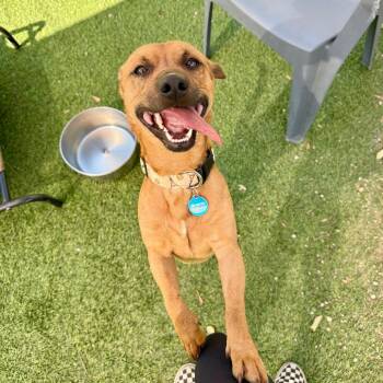 Dachshund Dogs Available for Adoption in Agoura Hills, California - Colt | PetCurious