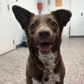 Herbal Tea -  Border Collie and Mixed Breed Dog for Adoption in Salt Lake City, Utah - Herbal Tea | PetCurious