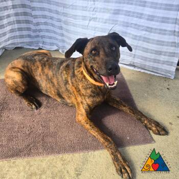 Oscar -  Greyhound and Mixed Breed Dog for Adoption in Douglas, Wyoming - Oscar | PetCurious
