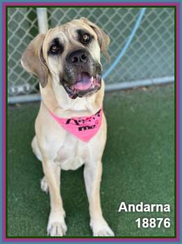 Mastiff and Labrador Retriever Dogs Available for Adoption in Marietta, Georgia - ANDARNA | PetCurious
