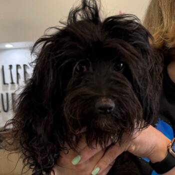Cloud A2276286 -  Miniature Poodle and Maltese Dog for Adoption in Los Angeles, California - Cloud A2276286 | PetCurious