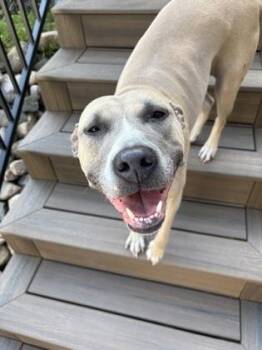 Kiki -  Terrier and Mixed Breed Dog for Adoption in Gwinn, Michigan - Kiki | PetCurious