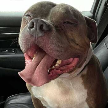 Rescue Pit Bull Terrier Dogs for Adoption in Wichita, Kansas - Joey | PetCurious