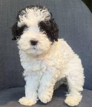 Snoopy -  Shih Tzu and Poodle Dog for Adoption in Oakland Park, Florida - Snoopy | PetCurious