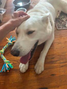 Rancher -  Mixed Breed Dog for Adoption in Cincinnati, Ohio - Rancher | PetCurious