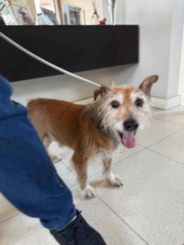Cairn Terrier Dogs Available for Adoption in North Reading, Massachusetts - Mojito | PetCurious