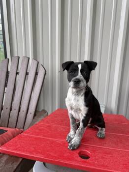 Mixed Breed Dogs Available for Adoption in Lawrenceburg, Tennessee - Pettigrew Pup 2 | PetCurious