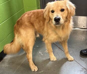 Rescue Golden Retriever Dogs for Adoption in Lawrenceville, Georgia - Pen 151 Chuck | PetCurious