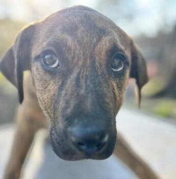 Mountain Cur Dogs Available for Adoption in Manchester, Connecticut - Marlon | PetCurious