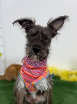 Schnauzer and Border Terrier Dogs Available for Adoption in Carlsbad, California - Bela | PetCurious