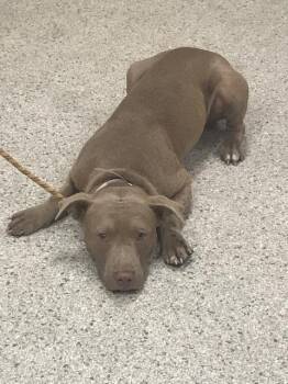 BERT -  Pit Bull Terrier and Mixed Breed Dog for Adoption in Conroe, Texas - BERT | PetCurious